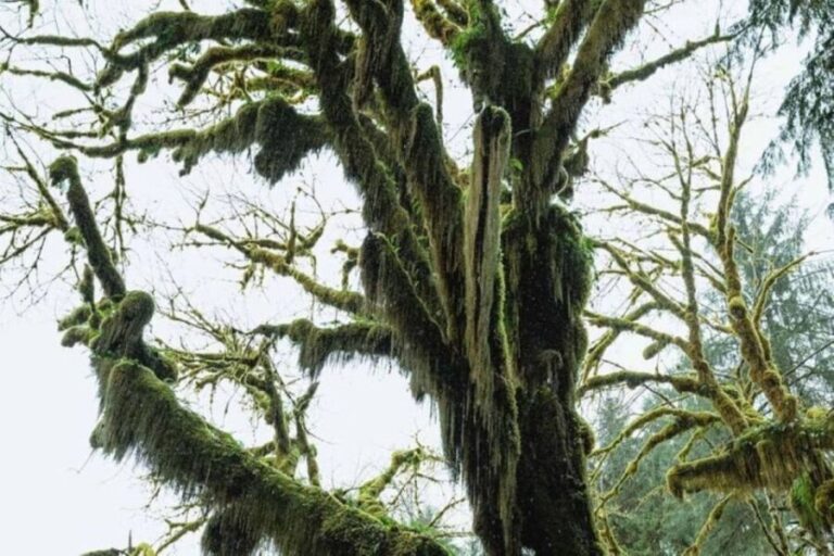 From Seattle: Twilight Forks Washington Tour - Final Thoughts: Is It Worth It?