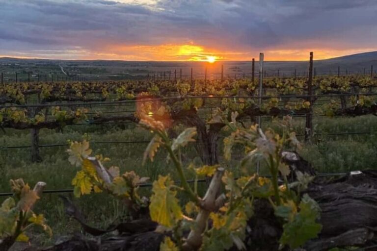 From Seattle - Wine Tasting, Vineyards in Eastern WA - VanArnam Vineyards: A Boutique Wine Experience
