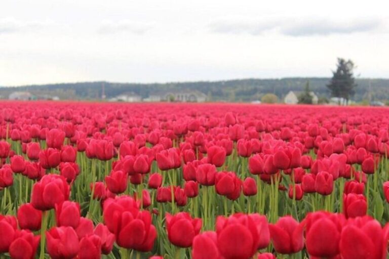 From Seattle:Tulip Festival at Skagit Valley and La Conner - The Practicalities: What You Need to Know