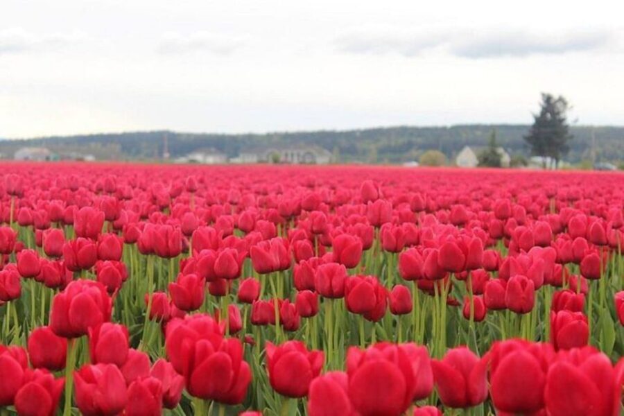 From Seattle:Tulip Festival at Skagit Valley and La Conner - The Practicalities: What You Need to Know