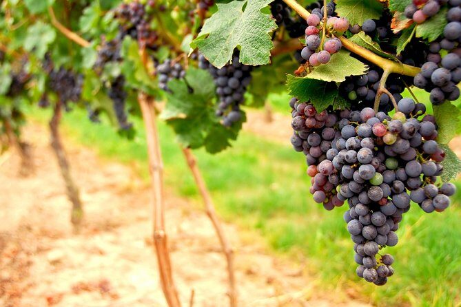 From SF: Napa and Sonoma Valley Wine Experience with 3 Wineries - The Experience at Each Winery