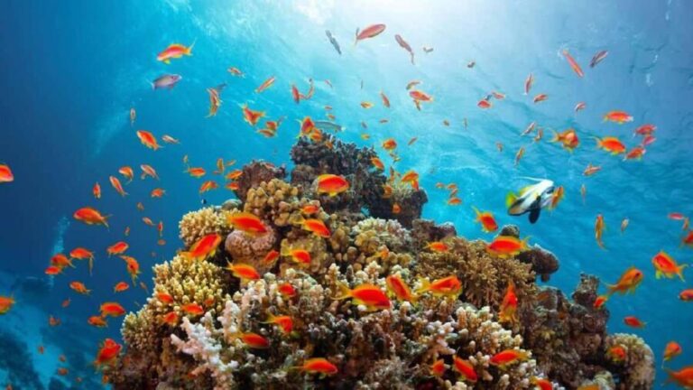 From Sharm El Sheikh: Snorkeling Tour to Ras Mohamed by Bus - Who Should Consider This Tour?