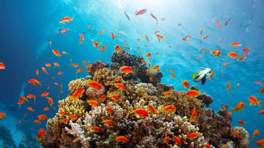 From Sharm El Sheikh: Snorkeling Tour to Ras Mohamed by Bus - Who Should Consider This Tour?