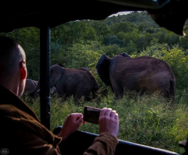 From St Lucia: iSimangaliso Wetland Park Night Drive Safari - Authentic Experiences from Fellow Travelers