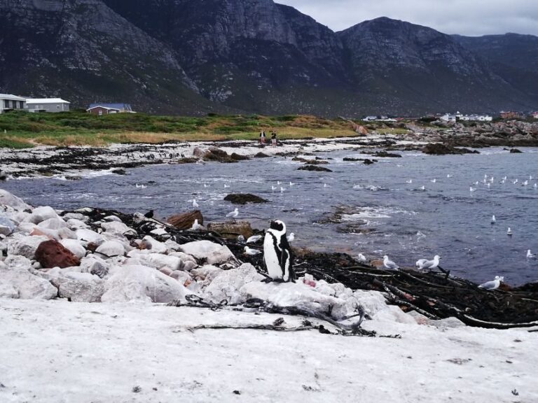 From Stellenbosch: Hermanus Whale Route Tour - Who Will Enjoy This Tour?