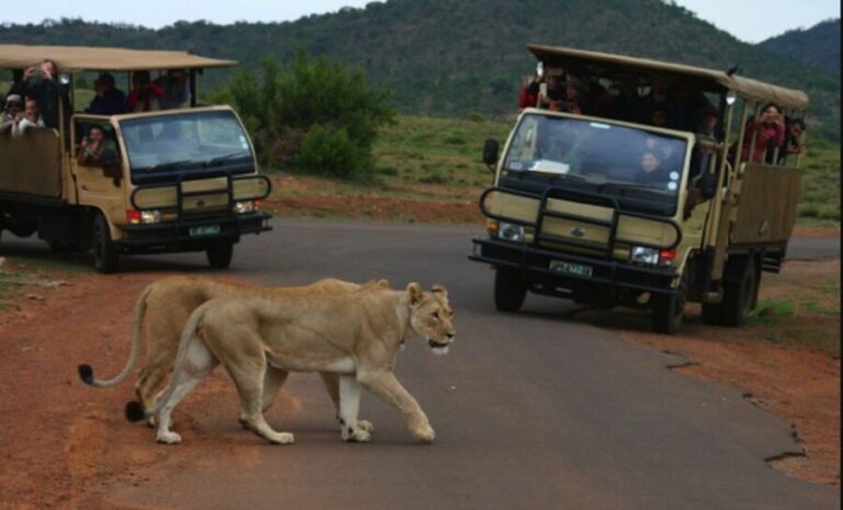 From Sun City: Pilanesberg National Park 3-Hour Game Drive - The Sum Up