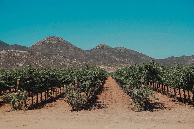 From Tijuana to Valle de Guadalupe private tour 6 passengers - The Sum Up: Who Should Consider This Tour?