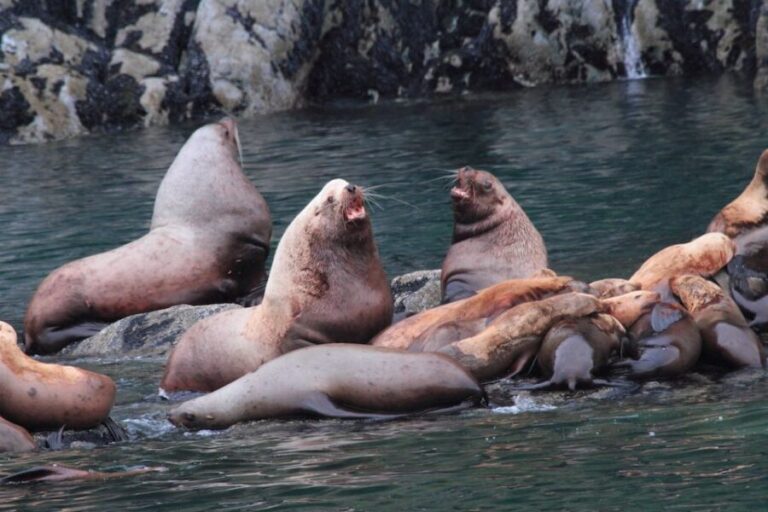 From Valdez: 7.5-hour Meares Glacier & Wildlife Cruise - Practicalities and Value