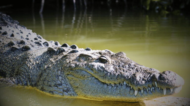 FROM VALLADOLID RIO LAGARTOS + LAS COLORADAS + CENOTE (COLECTIVO TOURISTIC) - Who Will Enjoy This Tour?