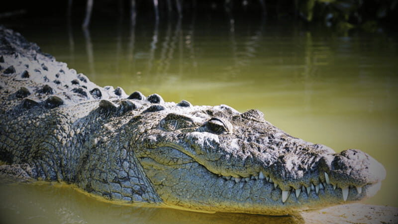 FROM VALLADOLID RIO LAGARTOS + LAS COLORADAS + CENOTE (COLECTIVO TOURISTIC) - Who Will Enjoy This Tour?