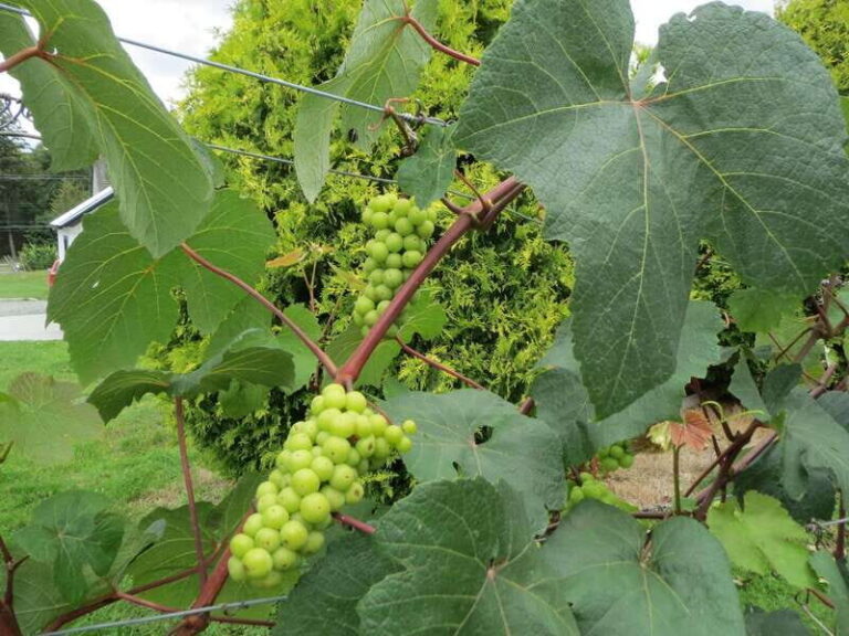 From Vancouver: Half-Day Fraser Valley Wine Tour - The Itinerary: A Closer Look