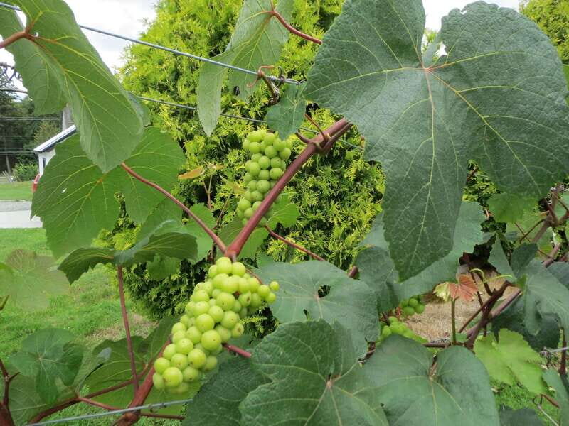 From Vancouver: Half-Day Fraser Valley Wine Tour - The Itinerary: A Closer Look