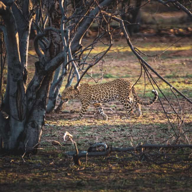 From Victoria Falls: Full Chobe Day trip to Chobe, Botswana - Additional Details to Keep in Mind