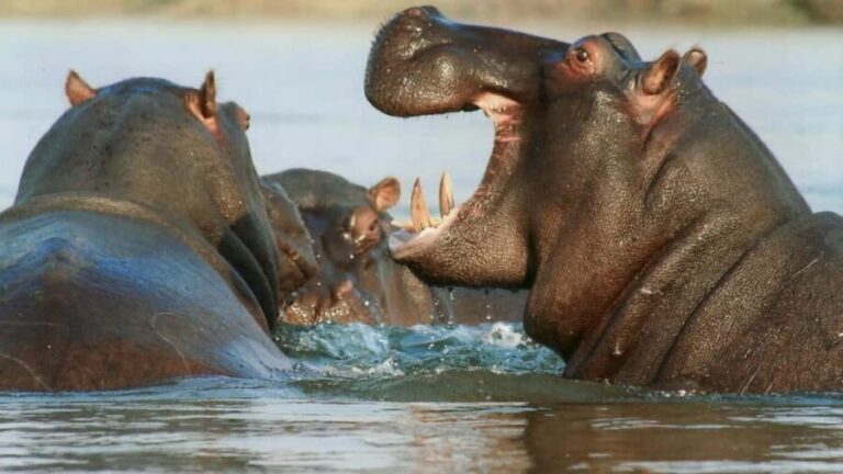 From Victoria Falls: Private Village Trip to Namibia Island - What You Can Expect
