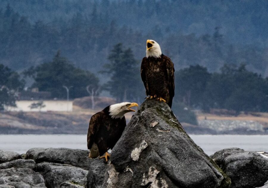 From Victoria: Whale Watching Marine Wildlife Excursion - Why Travelers Love This Tour