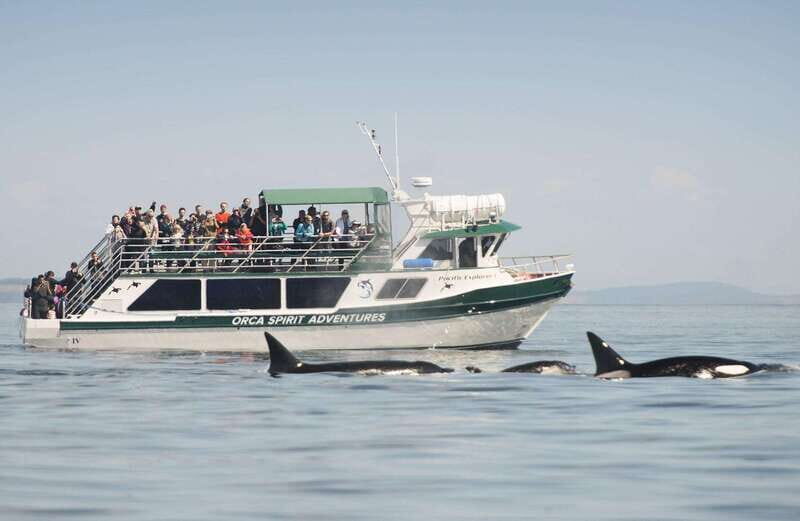 From Victoria: Whale Watching Trip on Covered Boat