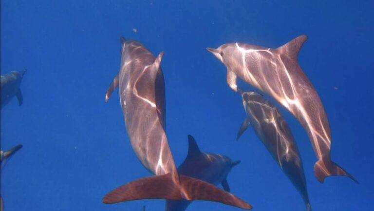 From Waikiki: Turtle Canyon Snorkeling Tour - The Experience in Detail