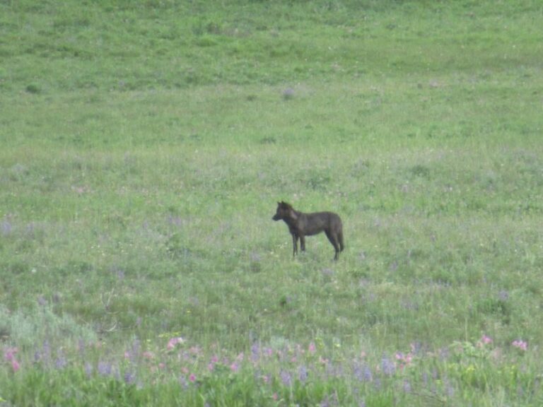 From West Yellowstone: Lamar Valley Wildlife Tour by Van - The Sum Up