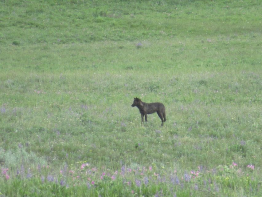 From West Yellowstone: Lamar Valley Wildlife Tour by Van - The Sum Up