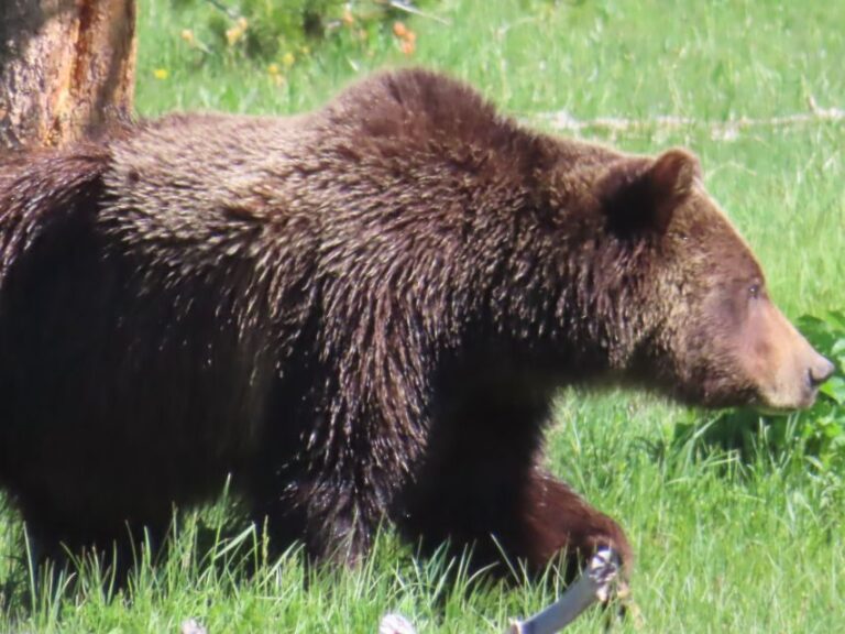 From West Yellowstone: Lower Loop Active Van Tour - Itinerary Breakdown