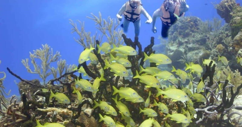 FromCancun: Puerto Morelos: Bike & Zip Line Tour - The Thrill of Zip Lining