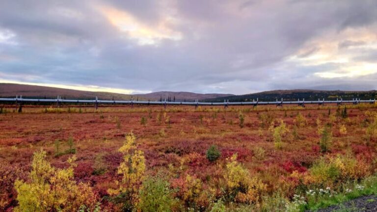 Full Day Arctic Circle Adventure From Fairbanks - Who Should Consider This Tour?