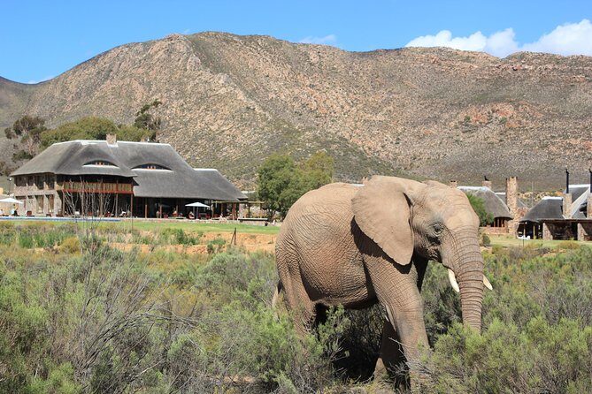 Full Day Big 5 Aquila Safari Private Transfers Including Park Fee From Cape Town - What the Reviews Say