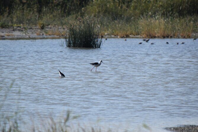 Full-Day Bird Watching Private Experience at Fayoum - Who Should Consider This Tour?