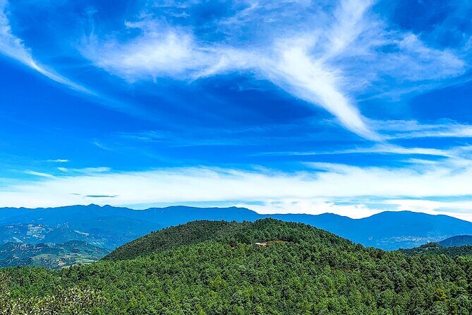 Full Day Bromeliad Forest Tour from Oaxaca - The Itinerary in Detail