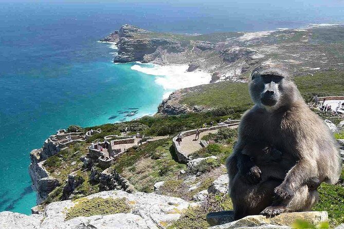 Full Day Cape Peninsula Tour in Private Car - Why This Tour Really Works for Travelers