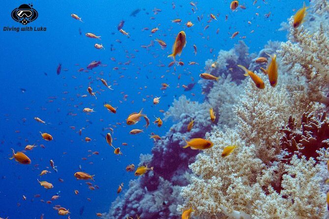 Full day diving with private guide, lunch drinks transportation - Photogenic Underwater Scenes and Marine Highlights