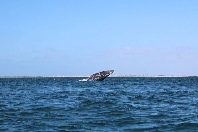 Full Day Gray Whale Watching Experience - The Wildlife: What You’ll Likely See