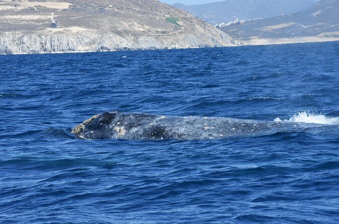 Full-Day Gray Whale Watching tour from Cabo to Mag Bay - The Sum Up