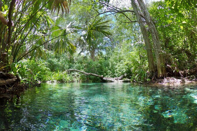 Full Day Guided Mangrove Bote Ride & Sisal Beach Time - Overall Value and Practical Tips