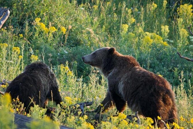 Full-Day Guided Yellowstone Day Tour - Who Should Consider This Tour?