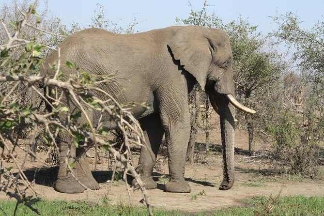Full-Day Hlane Royal National Park Safari from Manzini - Key Points