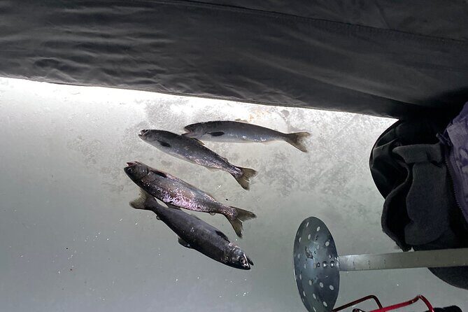 Full Day Ice Fishing Experience in Palmer Alaska - Who Should Book This Tour?