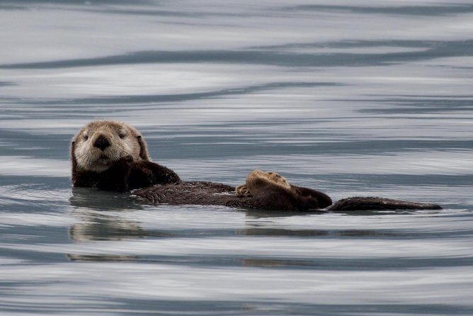 Full-Day Kenai Fjords National Park Northwestern Cruise - Itinerary Breakdown: What to Expect at Each Stop