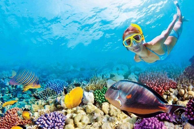 Full-Day Key West Tour and Coral Reef Snorkeling with Open Bar - What Travelers Are Saying: The Good, the Bad, and the Unexpected