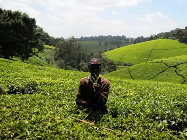 Full Day Kiambethu Tea Farm Tour - Why This Tour Stands Out