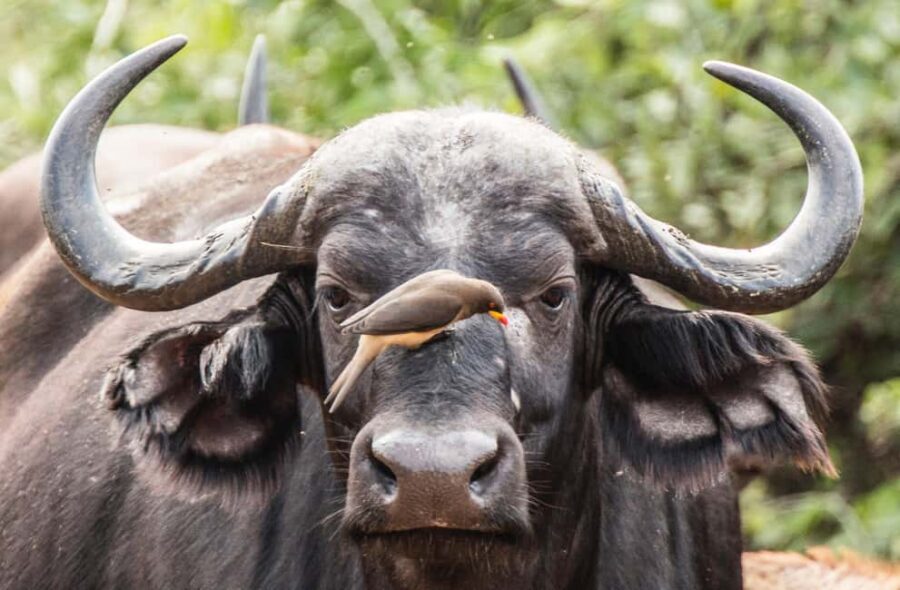 Full Day Moremi Safari Experience from Maun - Summary: Who Is This Tour Best For?