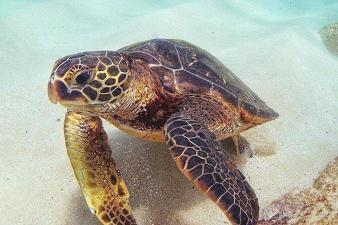 Full day Oahu´s North Shore Circle Island & Snorkeling w/ Turtles - Why This Tour Offers Great Value