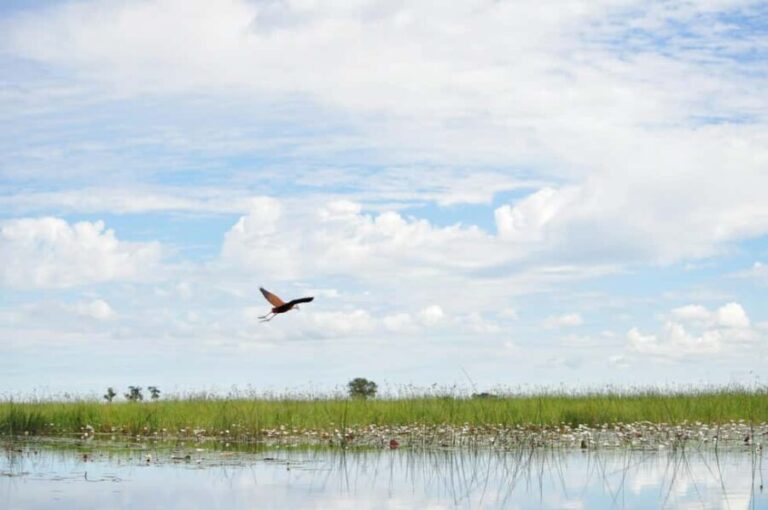 Full Day Okavango Mokoro Tour - The Picnic Island Stop