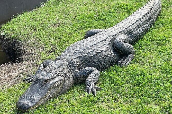Full Day Plantation -N- Swamp Tour in New Orleans - What Makes This Tour Stand Out?