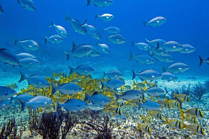 Full-Day Playa del Carmen Reef Diving Activity - Detailed Review: What to Expect from This Reef Diving Adventure