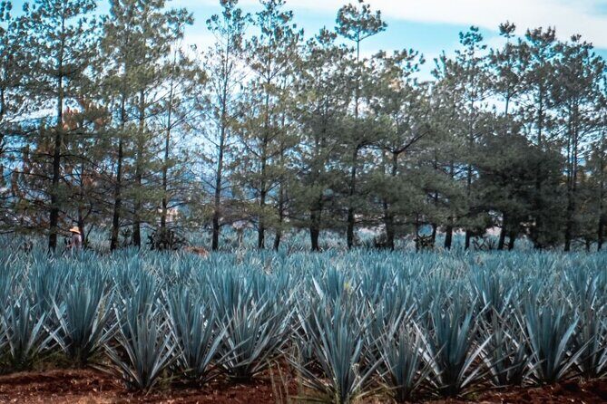 Full Day Private Guided Tour of Arandas Jalisco Distilleries - Exploring the Itinerary in Detail