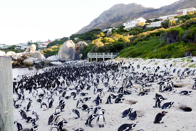 Full-Day Private Robben Island, Penguins & Cape of Good Hope Tour - Key Points
