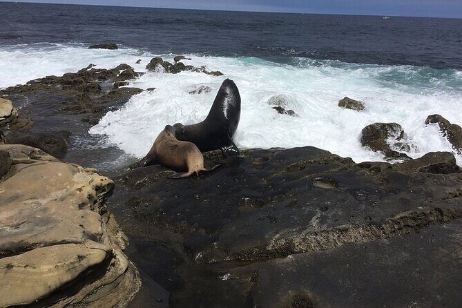 Full Day Private SD Tour from La Jolla - The Sum Up: Who Is This Tour Best For?