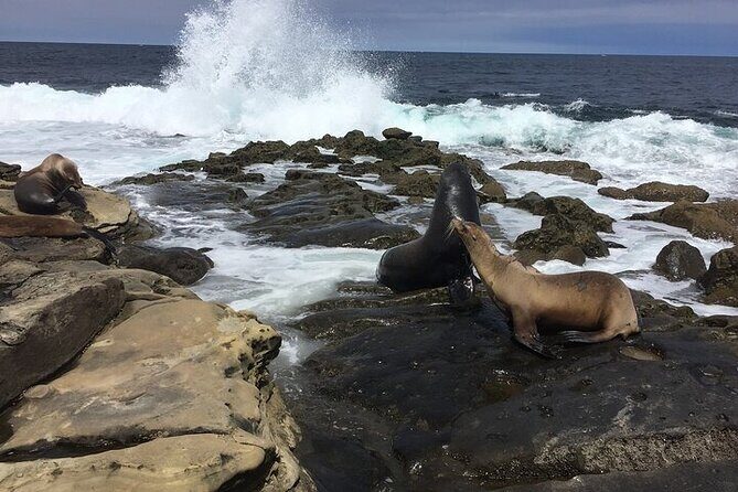 Full Day Private SD Tour from Leucadia - Frequently Asked Questions