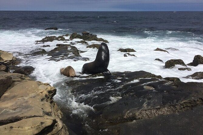 Full Day Private SD Tour from Pacific Beach - Authentic Experiences and Genuine Value